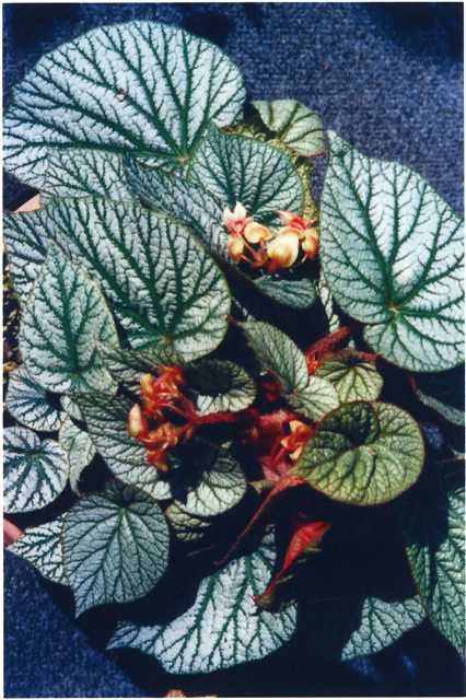 B. ‘Moon Moss’
